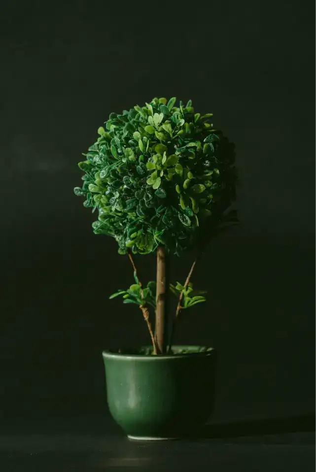 Background decorative plants