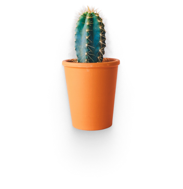 Golden Barrel Cactus