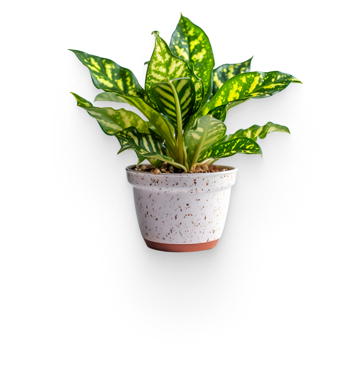 Dieffenbachia