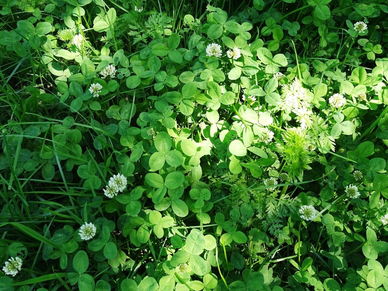 Dutch clover