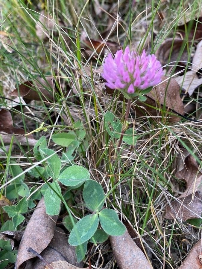Cowgrass clover