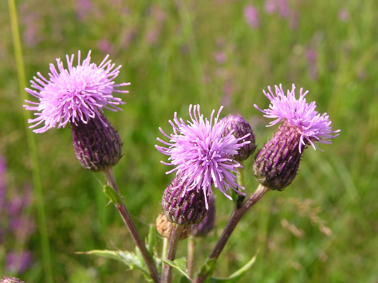 California thistle