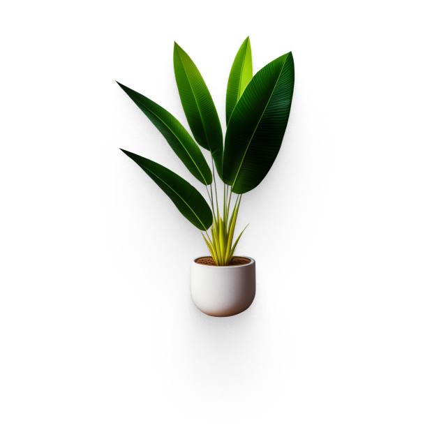 Bird of Paradise