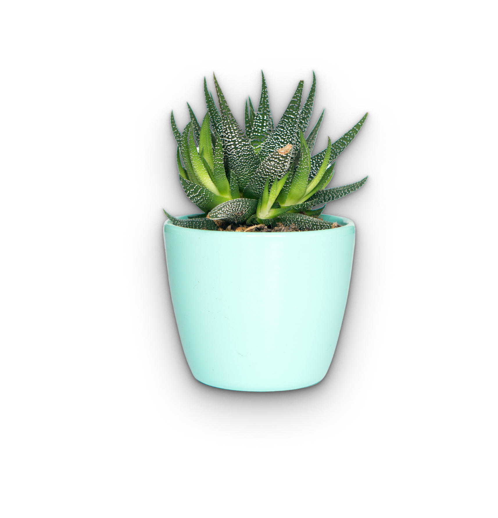 Succulent